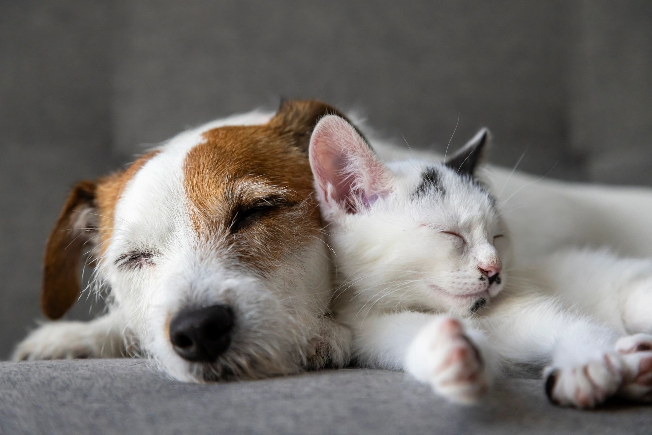 A dog and cat resting peacefully together